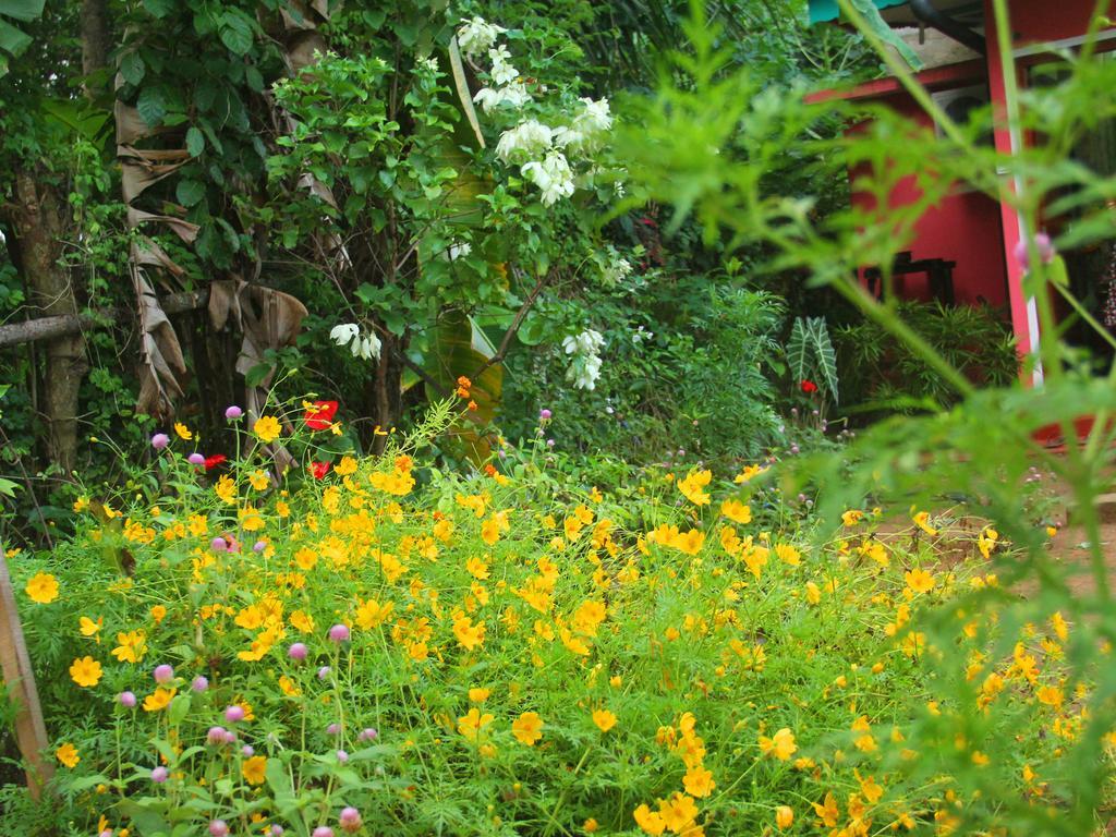 Little Pink House Leilighet Mirissa Rom bilde